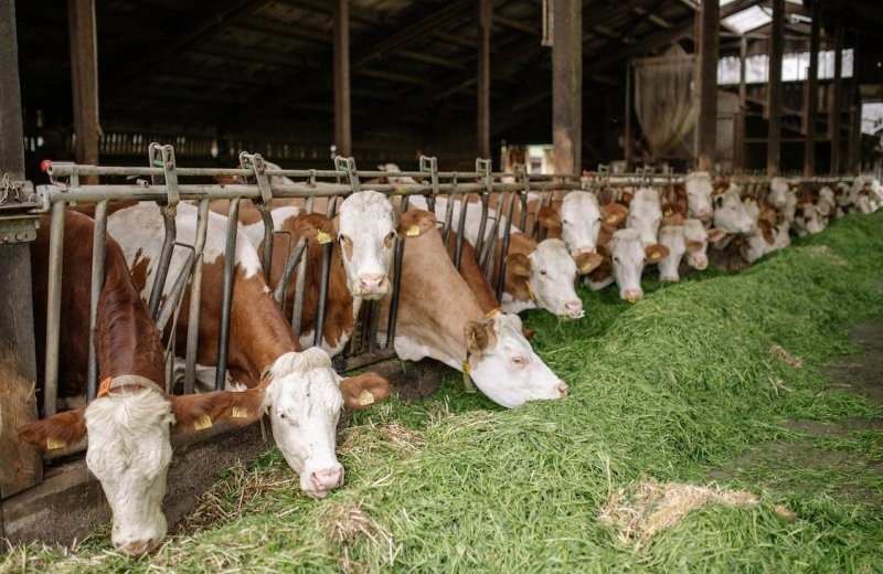 Hippe Koeien Boerderij