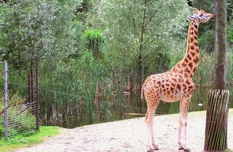 Burgers Zoo en Safaripark